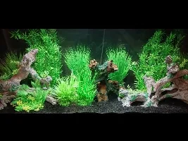 Fish hiding