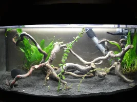 10 Gallon Planted
