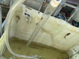 This year’s Tilapia water changes… easier than last year… ooo discovered fry in the breeder