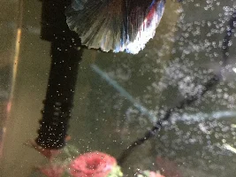 New Betta Fish