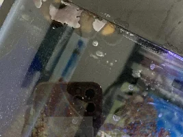 clownfish has lockjaw, swim bladder problems