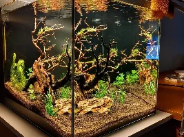 Show me your cube tanks!!