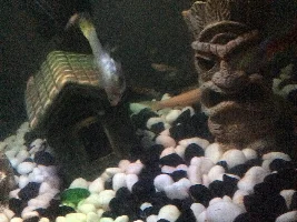 Pregnant or dropsy ?!?