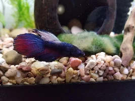 Fin turning white?