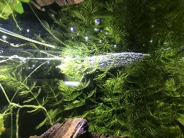 Share your bettas