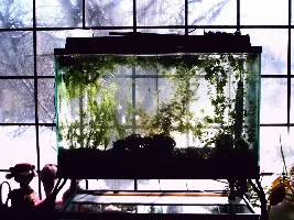 One Tank for You to View