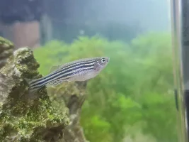 Illness or injury? Danio