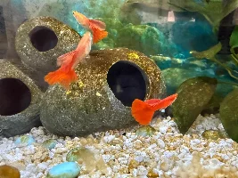 Favourite thing about livebearers?