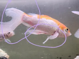 Red spots on fish? Help!!!