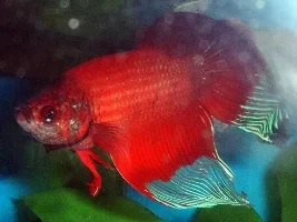 Some betta pictures