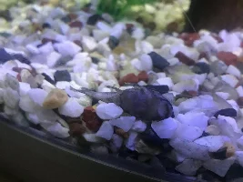 TANK OF THE DEAD.....HELP