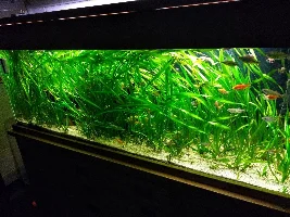 Vallis aquarium
