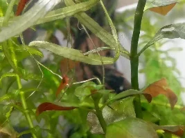 5 gallon ideas