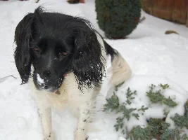 Said goodbye to our beloved dog, Jack - feeling guilty as well as devastated.