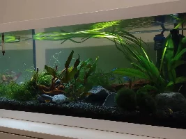54 litre freshwater aquarium diary