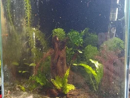 Redoing my 6 gallon
