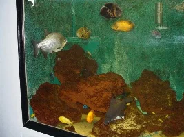 What Would You Do? Cichlids In A 1600 Gallon Tank...