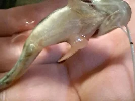 Pictus Catfish