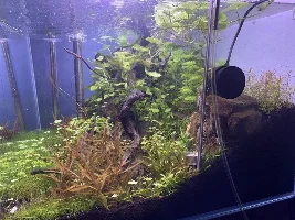 Aquascaper 600