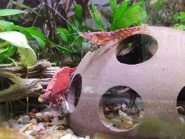 A Beginner's Shrimp Journal