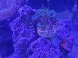 My first saltwater tank - Aqueon Frameless Cube Aquarium, 3 Gallon