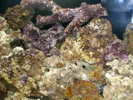 My Nano Reef Set-up/diary (upgraded 45g) Step-by-step