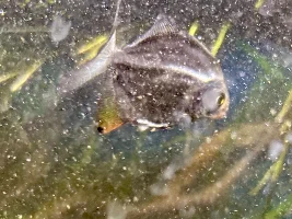 trying another new to me fish... again, not a lot of info out there... Myloplus arnoldi)
