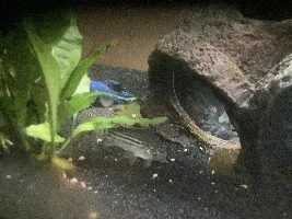 Cory catfish is twitching