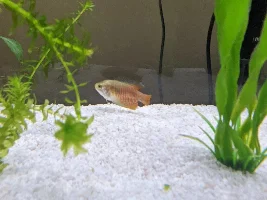 Gourami Fin Rot or Fin Nipping?