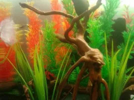 Planted Nano Tank 30L