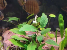 how much are aquatic plants dependent on "nature" for survival???