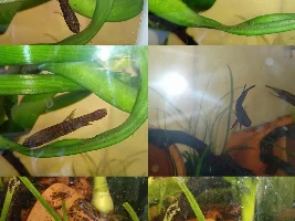 Betta Coccina photos!