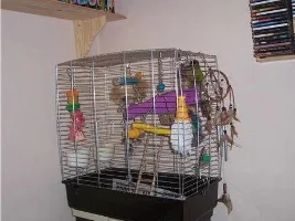 Cute Bird Pictures!