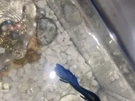 Injured betta?