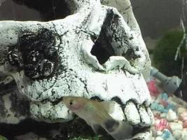 Fish Are Going Really Thin Then Dying Please Help
