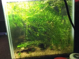 Post antiparasitic tx for roundworm, Betta not doing well