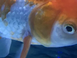 Help! Goldfish not eating.