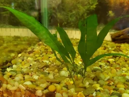 Help! I Can't Get Anything to Grow