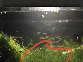 I GOT NEW FISH!!!