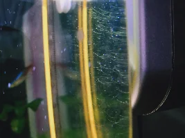 I am freaking out! Is this hydra or some algae? Please help.