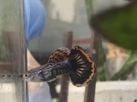 How to breed a kinda gay fish?