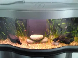 New First Time Tank