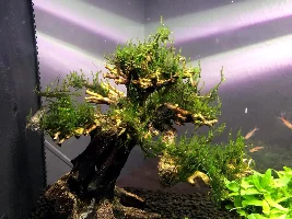 Boof’s little crystal shrimp tank