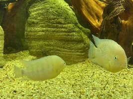 Blue eye cichlids and bristlenose