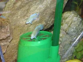 OMG I have Breed MAGIC fish!!!!!!!!