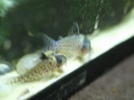 Fish rescue rainbow shark