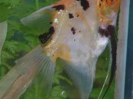 My fish