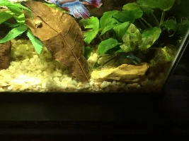 Meet Tex