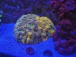 Little Slice of Ocean