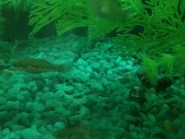 Breeding Log/share Your Experience